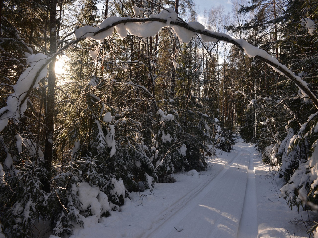 Маческое лесничество - зимний лес