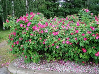 Роза морщинистая