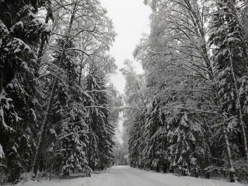 Орешковичи, красота зимнего леса