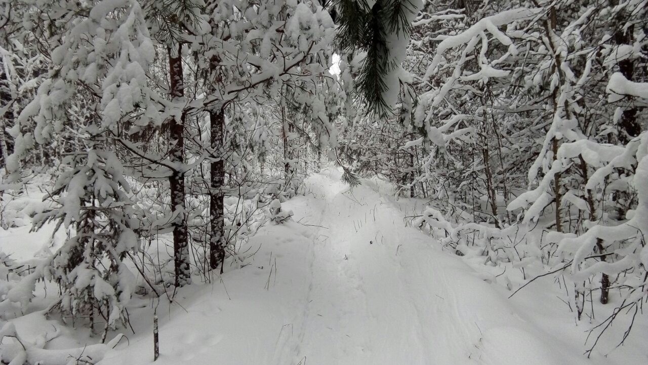 Маческое лесничество - зимний лес