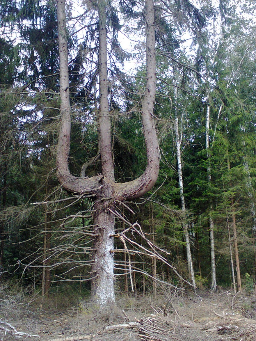Чудо-дерево